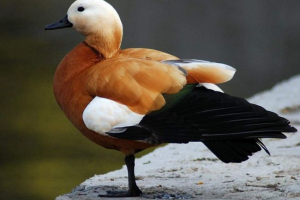 Ogarchia - darling red duck Ogarchia - darling red duck